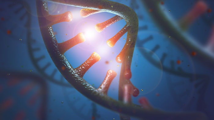Wie ein Enzym die Abschrift unserer Gene reguliert